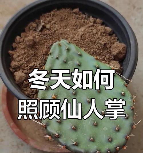 玫瑰红仙人掌的养护和管理方法是什么？