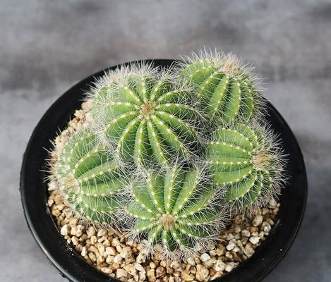 仙人球双色白檀好养吗？正确的养护方法是什么？