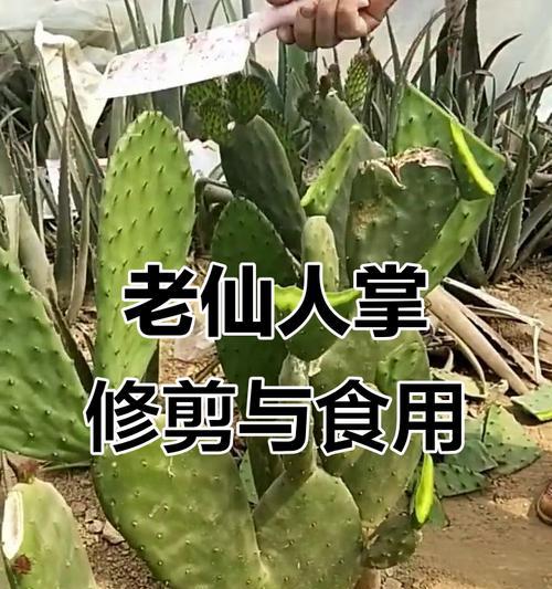 仙人掌苗子的修剪技巧有哪些？