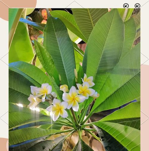 鸡蛋花的花语象征和寓意是什么？