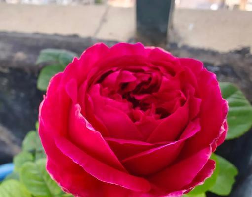 丰花月季的花语代表什么？