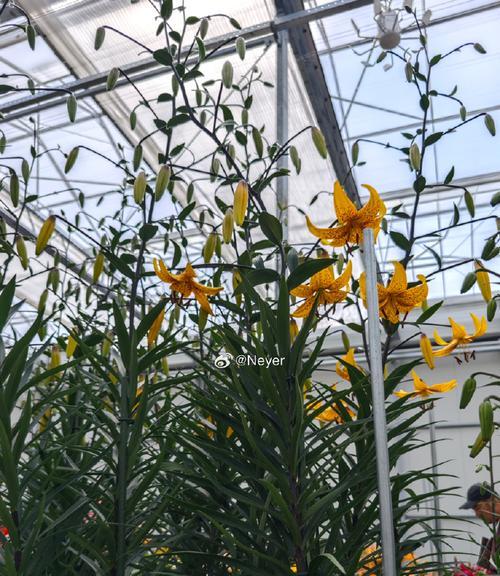 虎皮百合在母亲节的花语是什么？