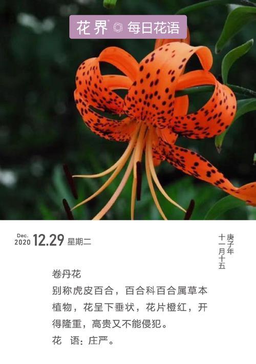 虎皮百合在母亲节的花语是什么？