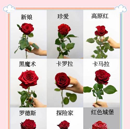 蓝玫瑰、红玫瑰和百合的花语分别是什么？