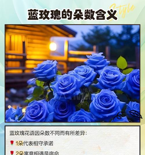 蓝玫瑰、红玫瑰和百合的花语分别是什么？