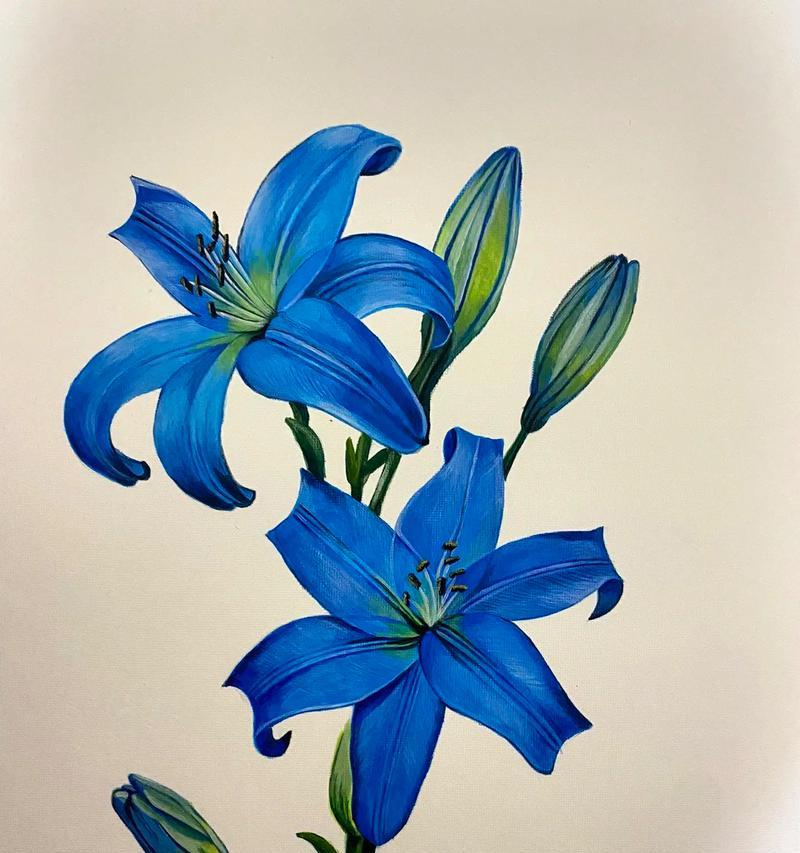 未开花的百合花花语是什么？