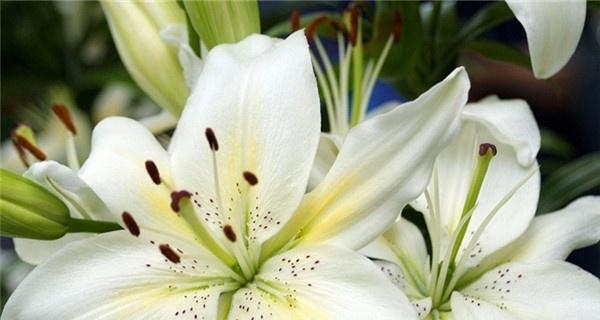 未开花的百合花花语是什么？