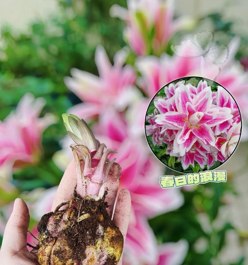 未开花的百合花花语是什么？