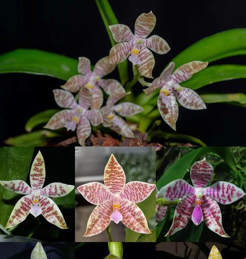 蝴蝶兰的花语是什么意思？