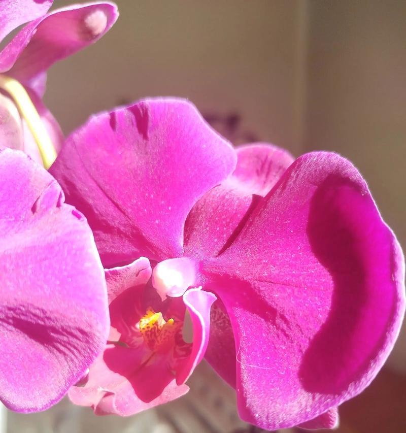 蝴蝶兰的花语是什么意思？