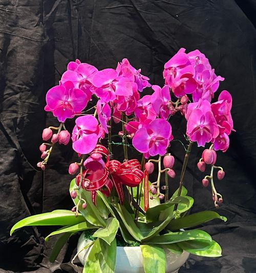 蝴蝶兰的花语是什么意思？