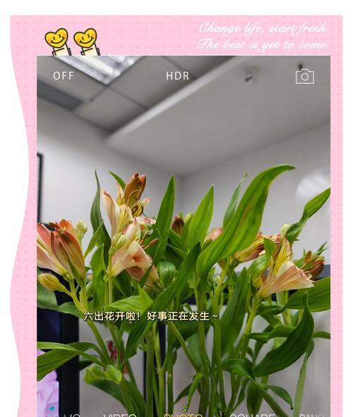 六出花的花语代表了哪种花？