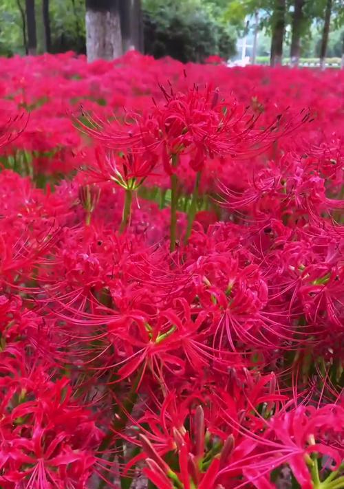 玫瑰花与彼岸花的花语分别是什么？
