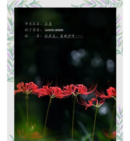 玫瑰花与彼岸花的花语分别是什么？