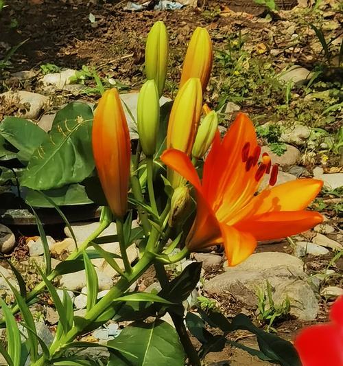 橘色百合花的花语代表什么含义？