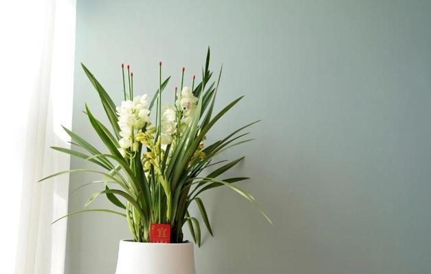大花蕙兰的花语代表了什么含义？