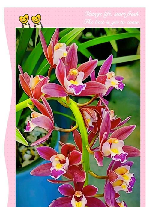 大花蕙兰的花语代表了什么含义？