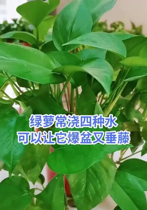水养绿萝的花语及其寓意是什么？