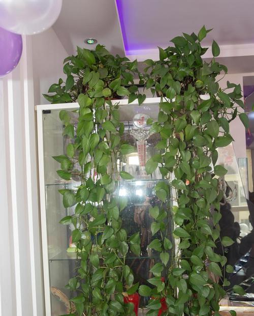 水养绿萝的花语及其寓意是什么？