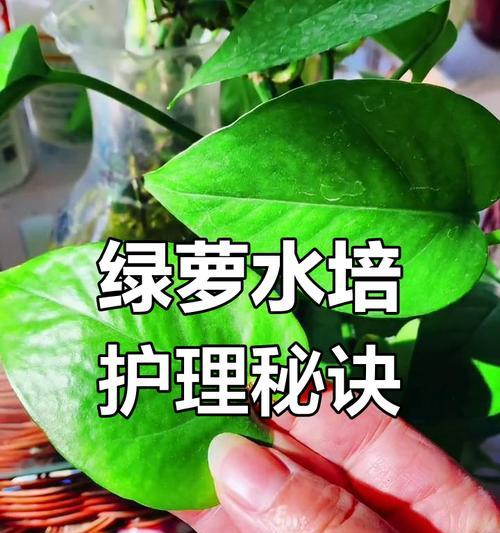 水养绿萝的花语及其寓意是什么？