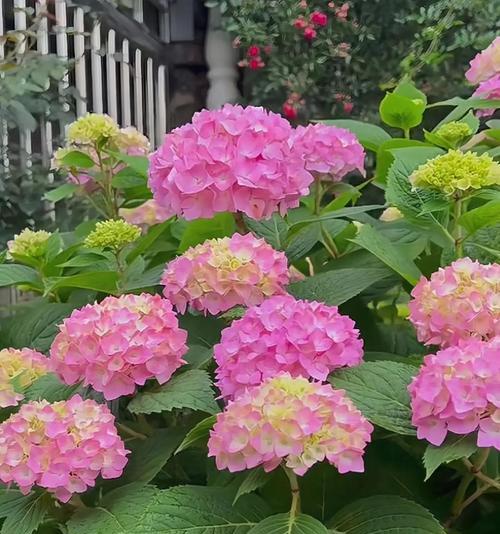 绣球花的花语及其象征意义是什么？