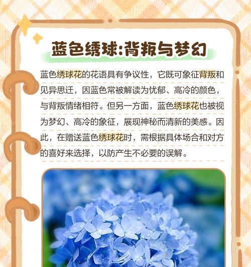 绣球花的花语及其象征意义是什么？