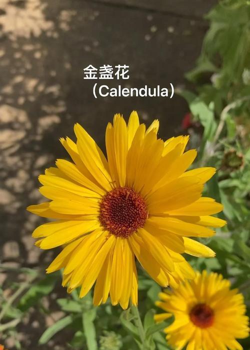 金盏花的花语及其代表的意义是什么？