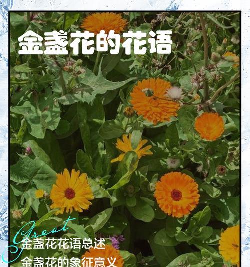 金盏花的花语及其代表的意义是什么？