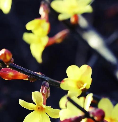 迎春花的花语象征什么？它寓意着什么？