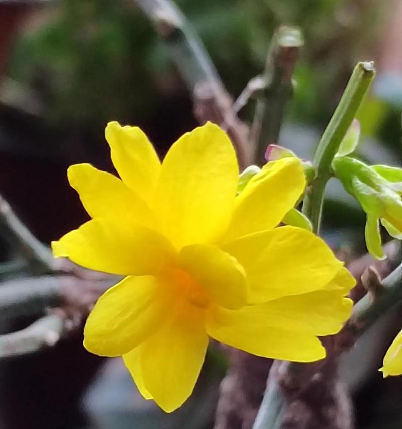 迎春花的花语象征什么？它寓意着什么？