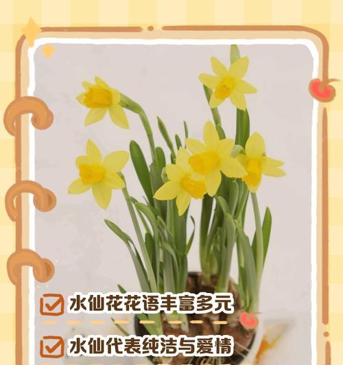 水仙花的花语象征着什么？它寓意着什么？