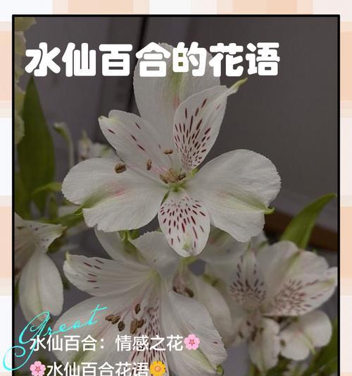 水仙花的花语象征着什么？它寓意着什么？