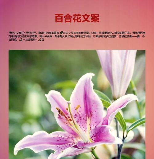 百合花的花语象征着什么？它寓意着什么？