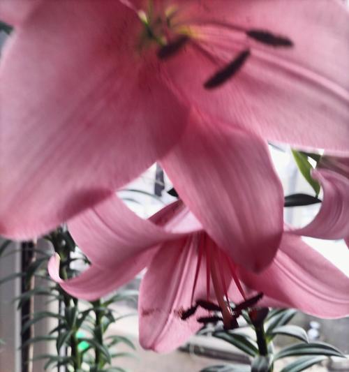 粉红色百合的花语是什么？它寓意着什么？