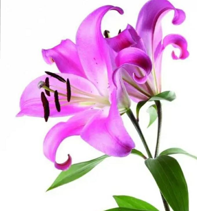 粉红色百合的花语是什么？它寓意着什么？