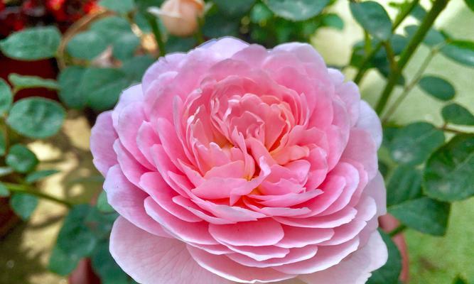 月季花的花语是什么？适合送给谁？