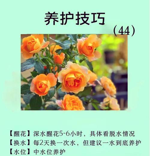 月季花的花语是什么？适合送给谁？