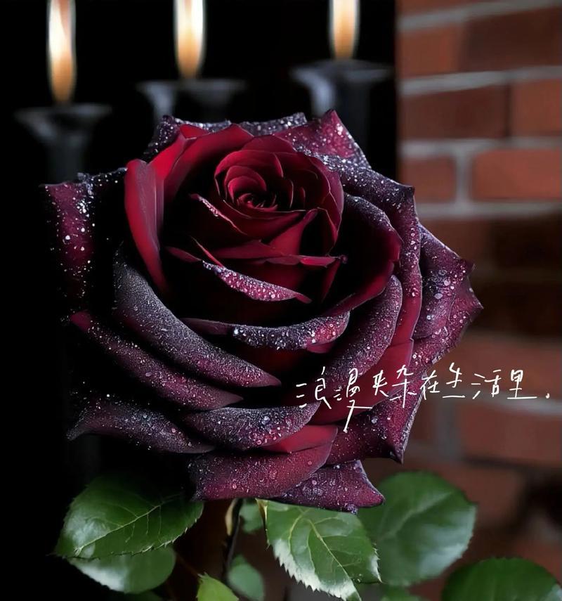 月季花的花语是什么？适合送给谁？