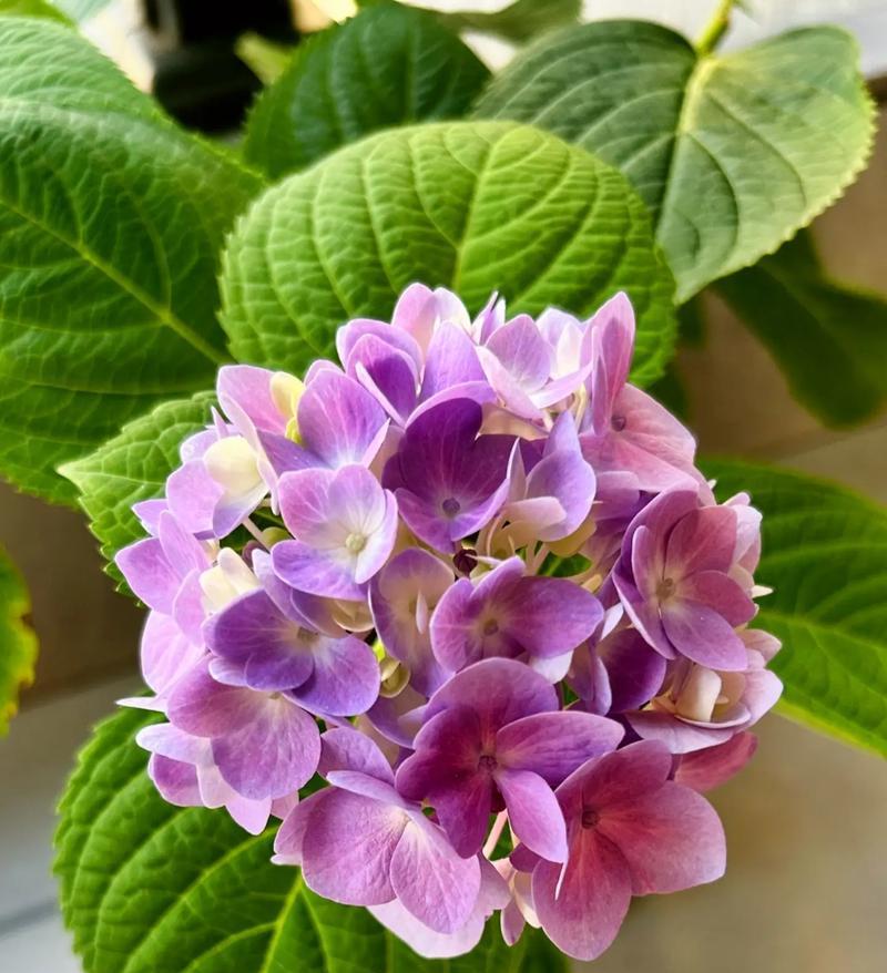 绣球花的花语过程是怎样的？它如何表达情感？