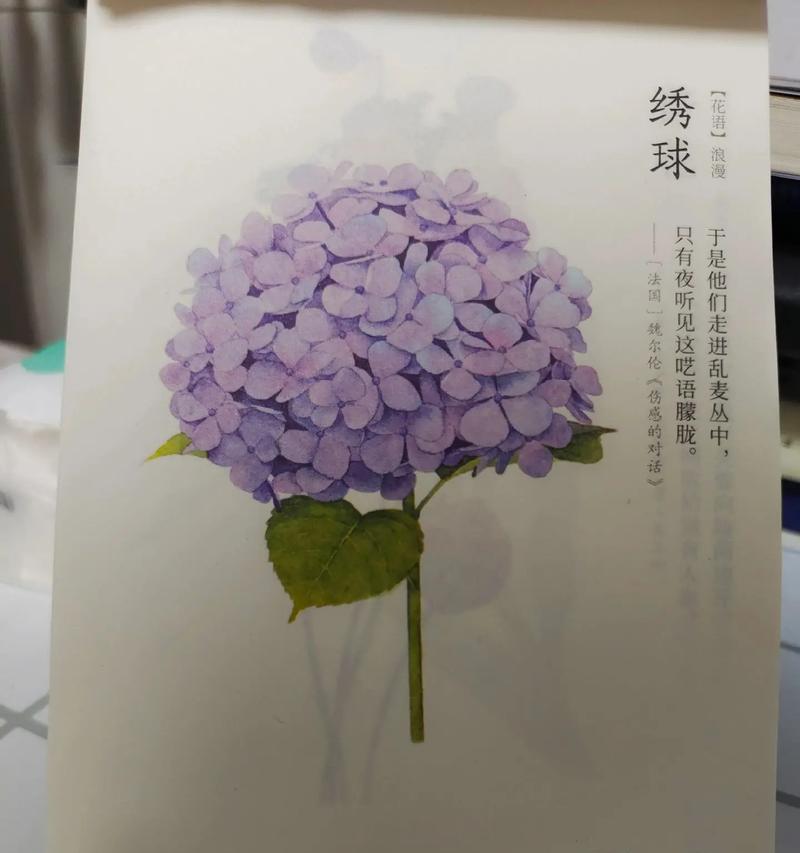 绣球花的花语过程是怎样的？它如何表达情感？