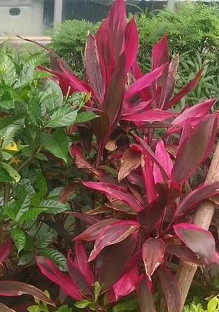 朱蕉的花语是什么含义？它传递了什么信息？