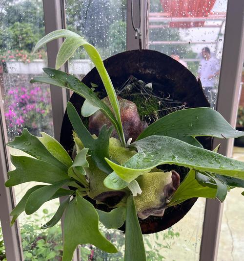 鹿角蕨绿植的花语有哪些？它代表了什么？