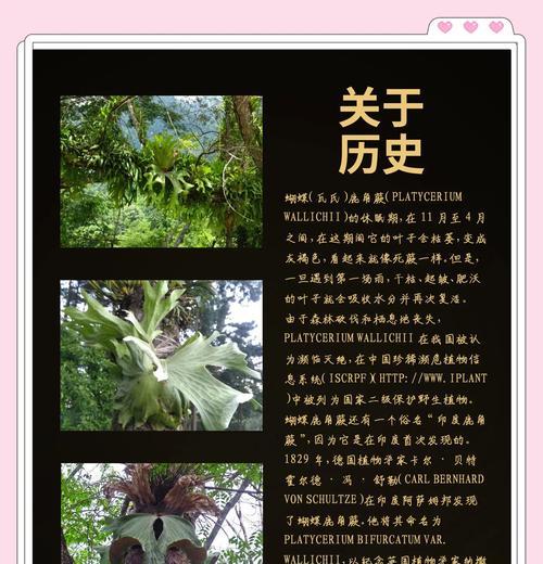 鹿角蕨绿植的花语有哪些？它代表了什么？