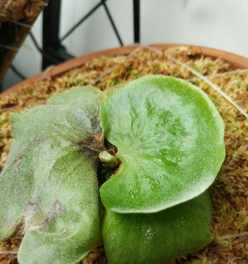 鹿角蕨绿植的花语有哪些？它代表了什么？
