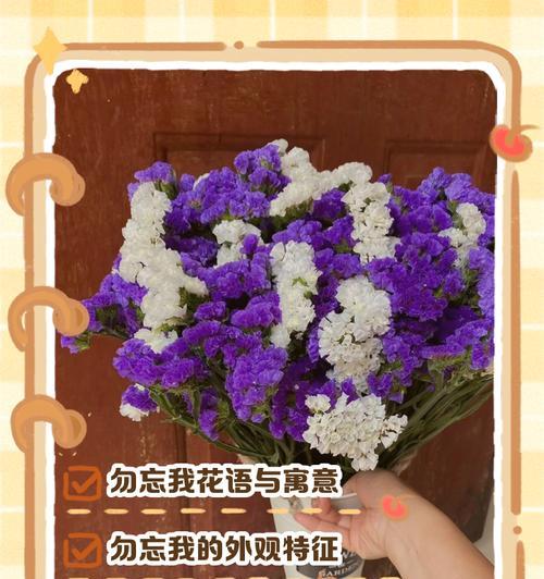 勿忘我的颜色花语是什么？它代表了什么情感？