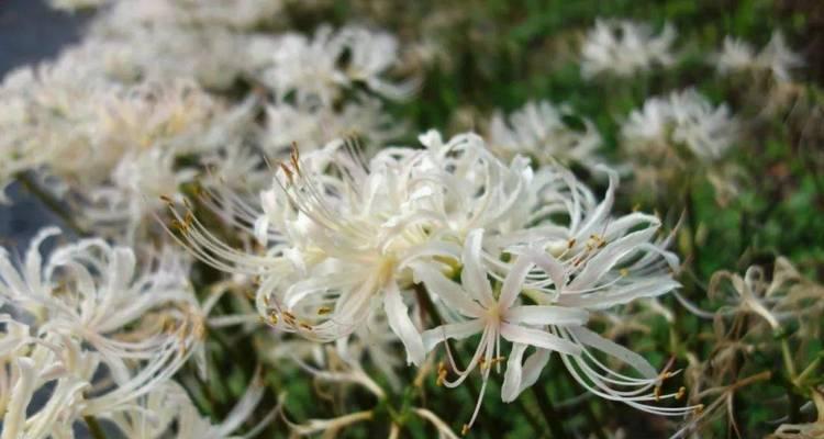 菊花花语大全日本有哪些？它在日本文化中意味着什么？