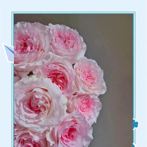 玫瑰花洛神的花语是什么？如何表达爱意？