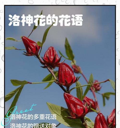 玫瑰花洛神的花语是什么？如何表达爱意？