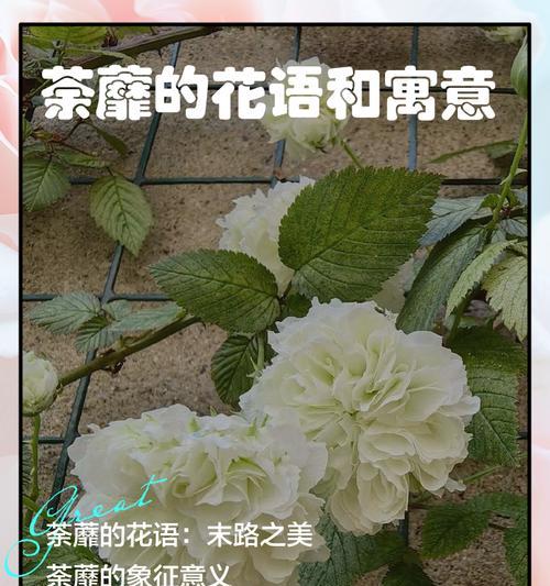 荼靡花语有哪些？它的传说故事是什么？
