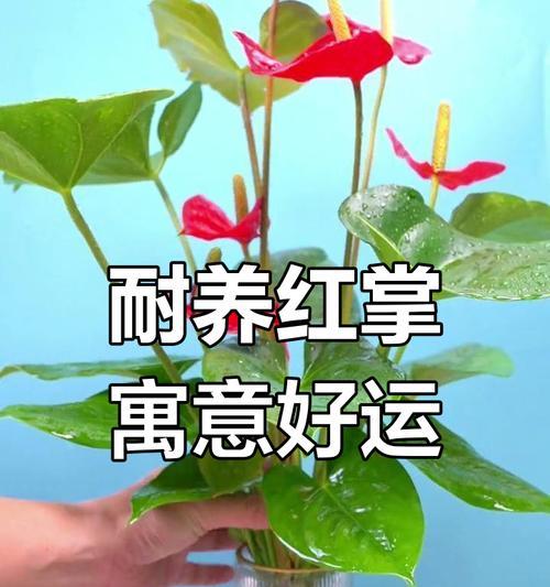 红掌如何养护？它的花语又代表着什么？